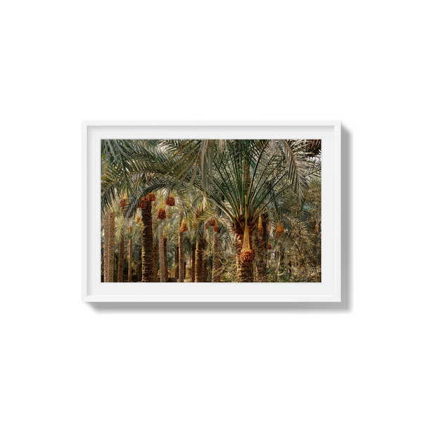 Fruits of the Desert