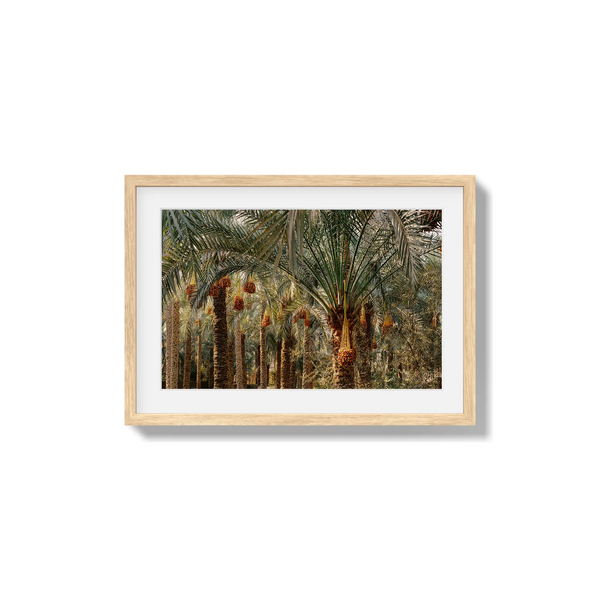 Fruits of the Desert