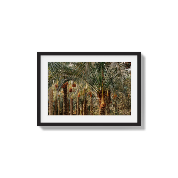 Fruits of the Desert