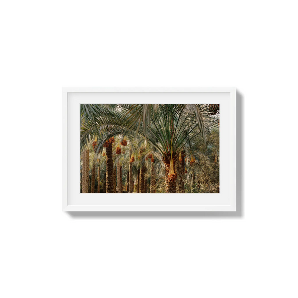 Fruits of the Desert