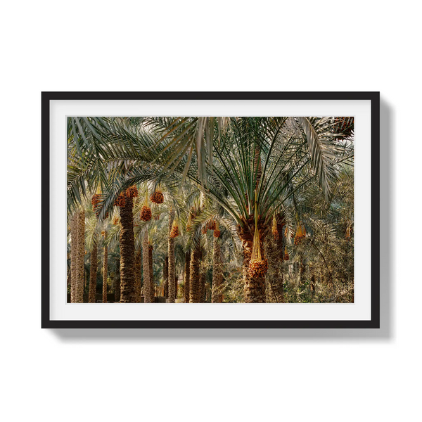 Fruits of the Desert