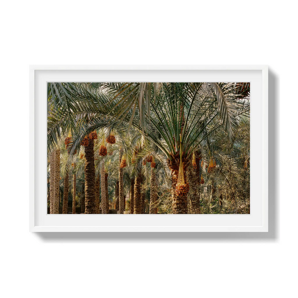 Fruits of the Desert