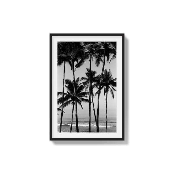 Monochrome Tropics
