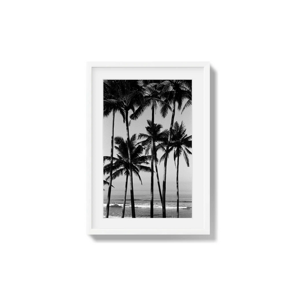Monochrome Tropics
