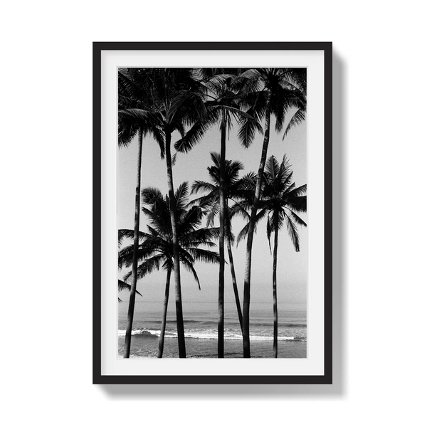 Monochrome Tropics
