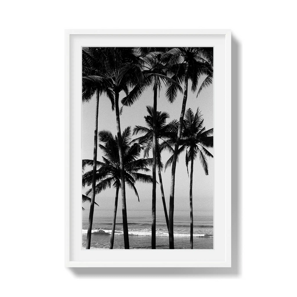 Monochrome Tropics