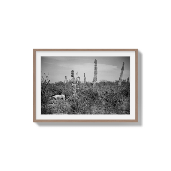 Where Cactus Grows