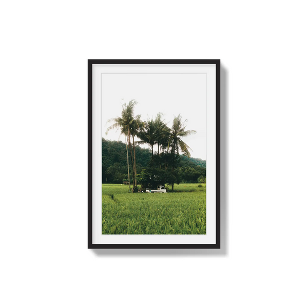 Under Palms