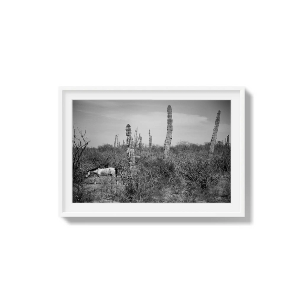 Where Cactus Grows