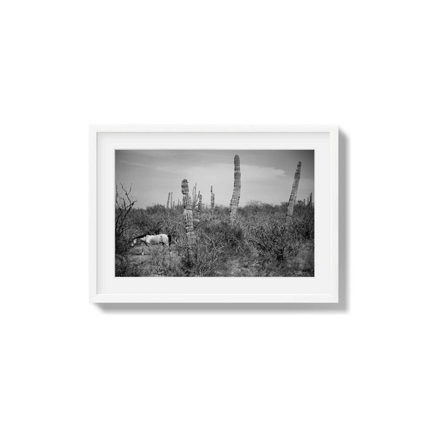 Where Cactus Grows