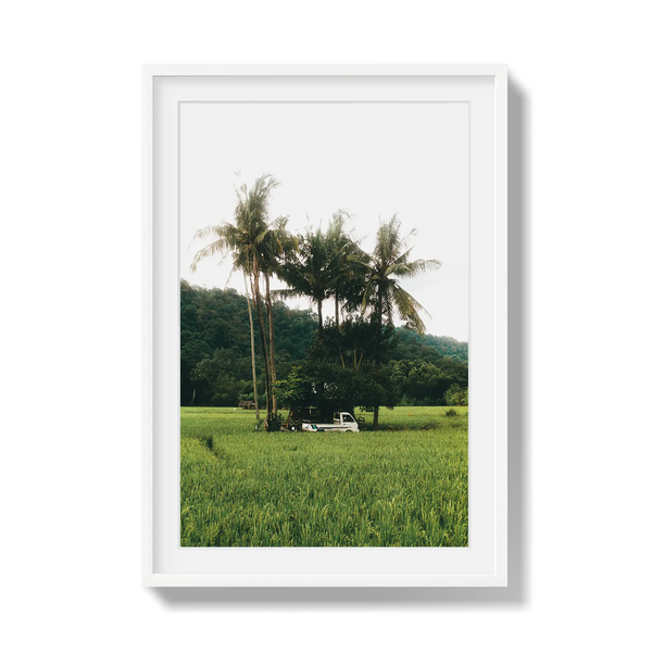 Under Palms